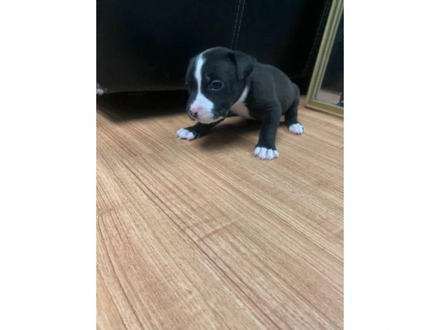 5 American Staffordshire Bull Terrier for sale - 17/19