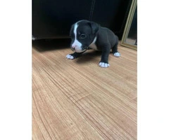 5 American Staffordshire Bull Terrier for sale - 17