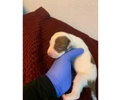 5 American Staffordshire Bull Terrier for sale - 18
