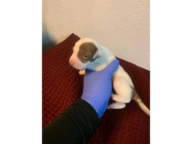 5 American Staffordshire Bull Terrier for sale - 19/19