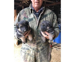 Sable German Shepherd puppies for sale - 1