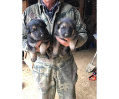 Sable German Shepherd puppies for sale in Louisville ...