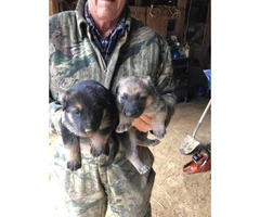 Sable German Shepherd puppies for sale - 3