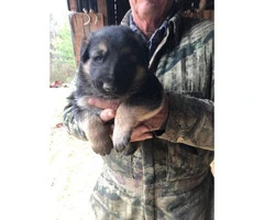 Sable German Shepherd puppies for sale - 4