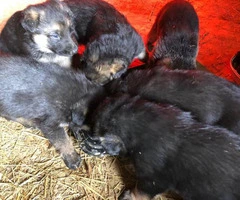 Sable German Shepherd puppies for sale - 5