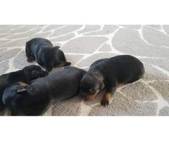 Rottweiler Puppies Family Pet only - 2