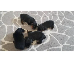 Rottweiler Puppies Family Pet only - 3