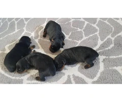 Rottweiler Puppies Family Pet only - 4