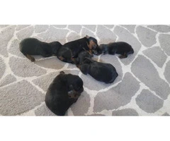 Rottweiler Puppies Family Pet only - 5