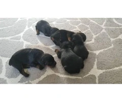 Rottweiler Puppies Family Pet only - 6