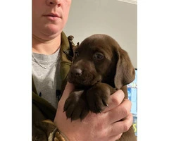 2 Labrador retriever puppies available - 1