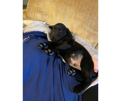2 Labrador retriever puppies available - 2