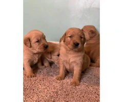 Golden Retriever puppies 4 girls and 4 boys
