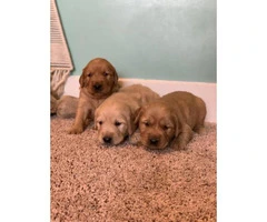 Golden Retriever puppies 4 girls and 4 boys - 2