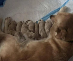 Golden Retriever puppies 4 girls and 4 boys - 3