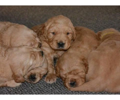 Golden Retriever puppies 4 girls and 4 boys - 4