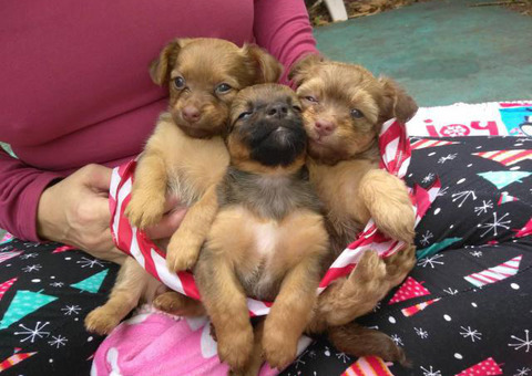Sweet little Dach-Griffon Puppies available