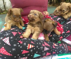 Sweet little Dach-Griffon Puppies available