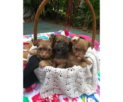 Sweet little Dach-Griffon Puppies available
