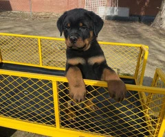 8 weeks old German Rottweiler puppies for sale