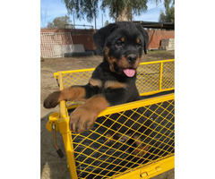 8 weeks old German Rottweiler puppies for sale in ...