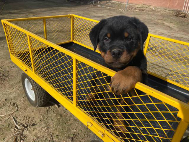 8 weeks old German Rottweiler puppies for sale in ...