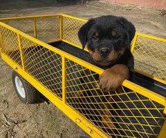 8 weeks old German Rottweiler puppies for sale - 5