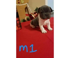 Four AKC male blue French bulldogs for sale