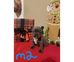Four AKC male blue French bulldogs for sale - 2