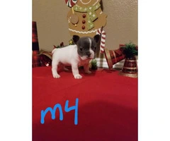 Four AKC male blue French bulldogs for sale - 4