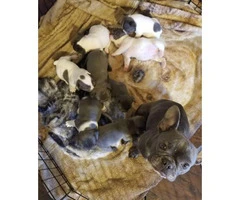 Four AKC male blue French bulldogs for sale - 5