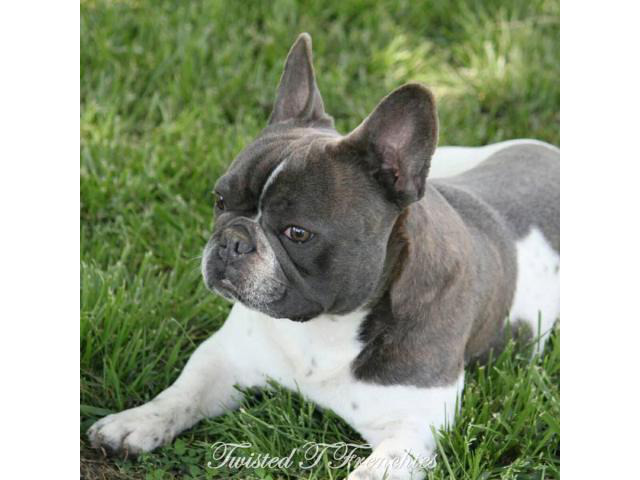Four AKC male blue French bulldogs for sale in Austin ...