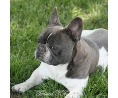 Four AKC male blue French bulldogs for sale - 6