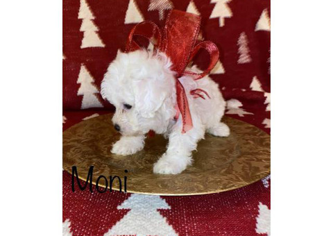 7 week olds Bichon Frise puppies for sale