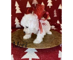 7 week olds Bichon Frise puppies for sale