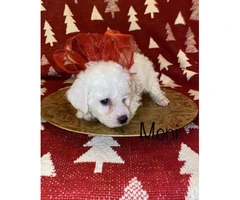 7 week olds Bichon Frise puppies for sale