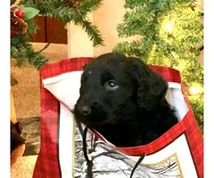 Cute and happy golden doodle puppy for Christmas - 2