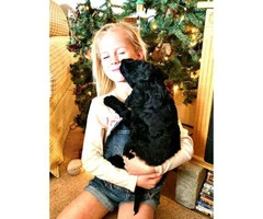 Cute and happy golden doodle puppy for Christmas - 3