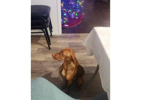 Rehoming 5 month old Vizsla puppy