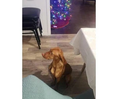 Rehoming 5 month old Vizsla puppy