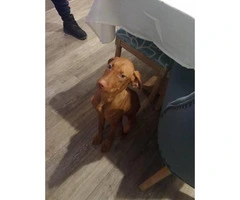 Rehoming 5 month old Vizsla puppy - 2