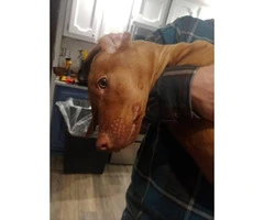 Rehoming 5 month old Vizsla puppy - 3