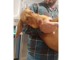Rehoming 5 month old Vizsla puppy - 4