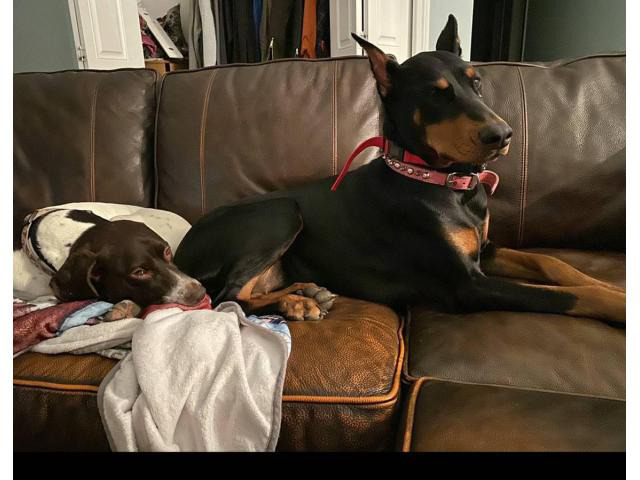 European Doberman puppies 2 litters to choose in Rochester ...