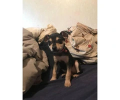 Female chihuahua puppy ready to go - 2