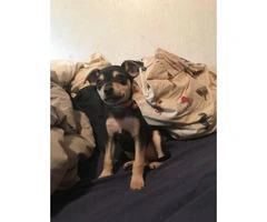 Female chihuahua puppy ready to go - 3