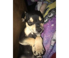 Female chihuahua puppy ready to go - 5