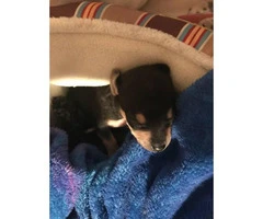 Female chihuahua puppy ready to go - 7