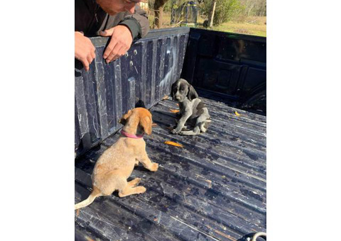 8 weeks old Redbone Coonhound puppy available