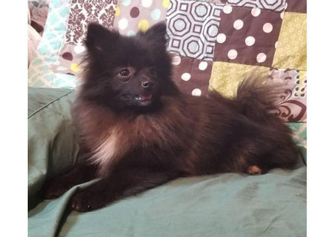 Beautiful male CKC Pomeranian puppy